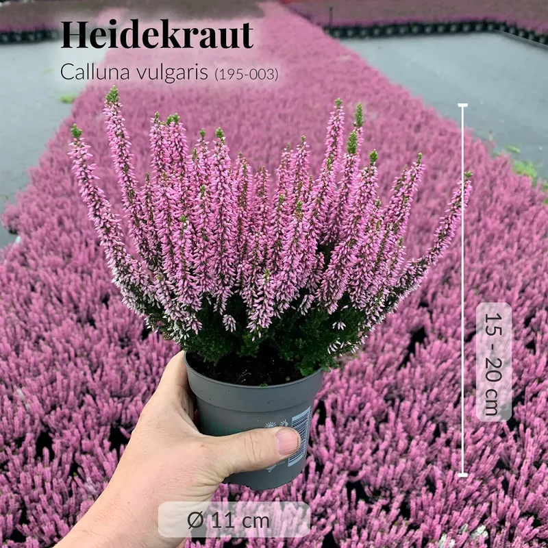 Calluna in Rosa-Lila
