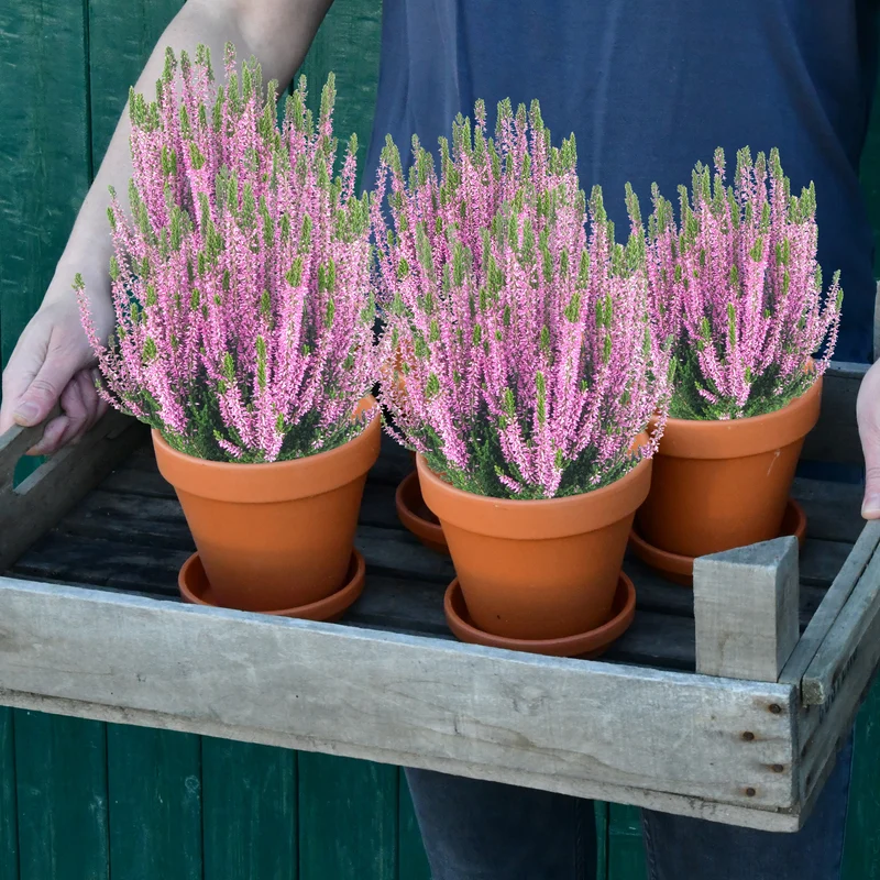 5er Box Rosa-Lila Heidekraut