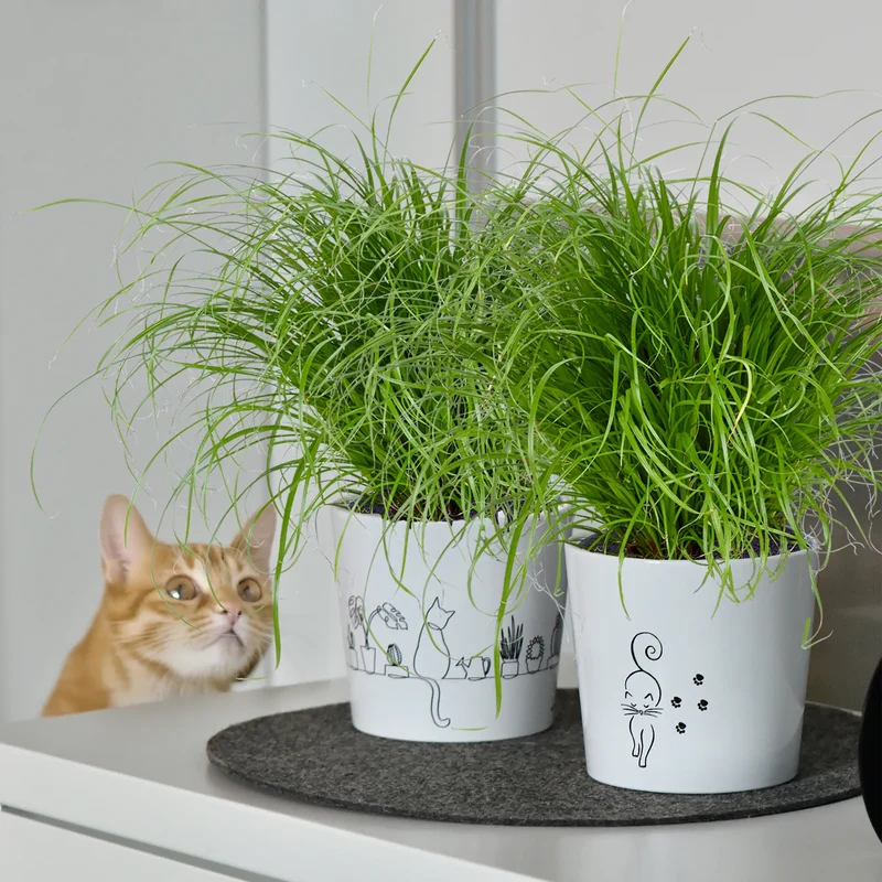 3er Übertopfset 3S Catwalk & Catview