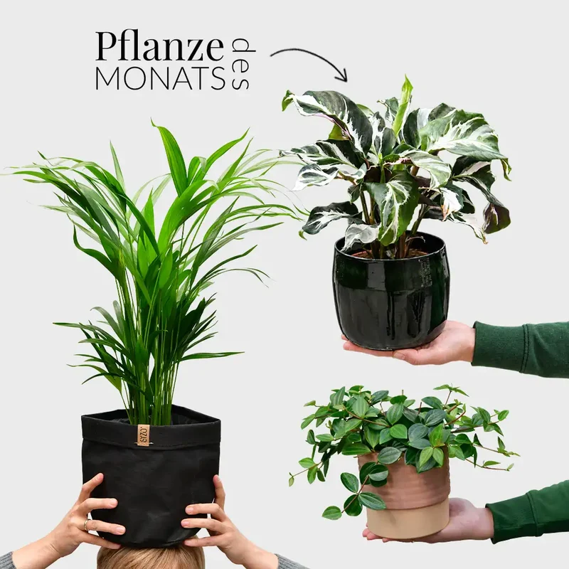 Trio des Monats