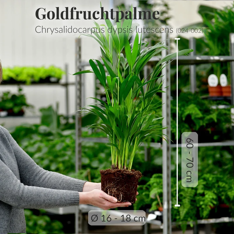 Mix & Match Einsteiger Zimmerpflanzen