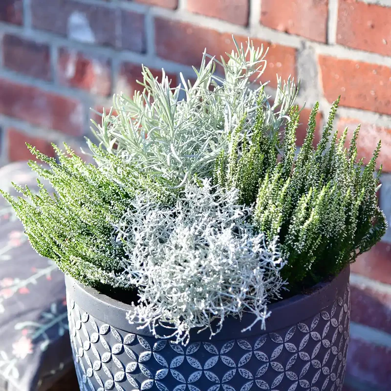 Mix & Match Winterharte und Ungiftige Balkonpflanzen