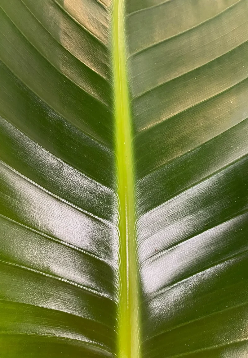 SPECIAL OFFER XXL Strelitzie 150-160cm