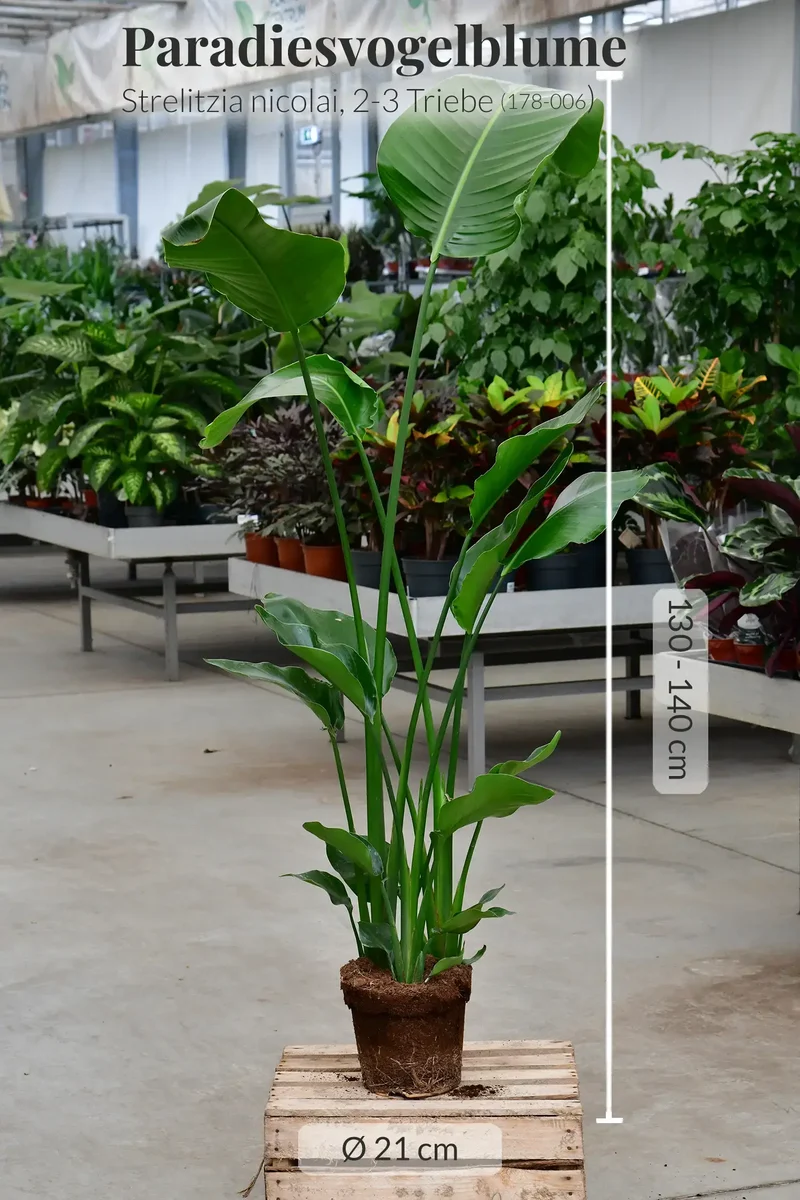 SPECIAL OFFER XXL Strelitzie 150-160cm