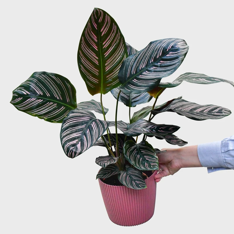 Calathea Ornata Pink
