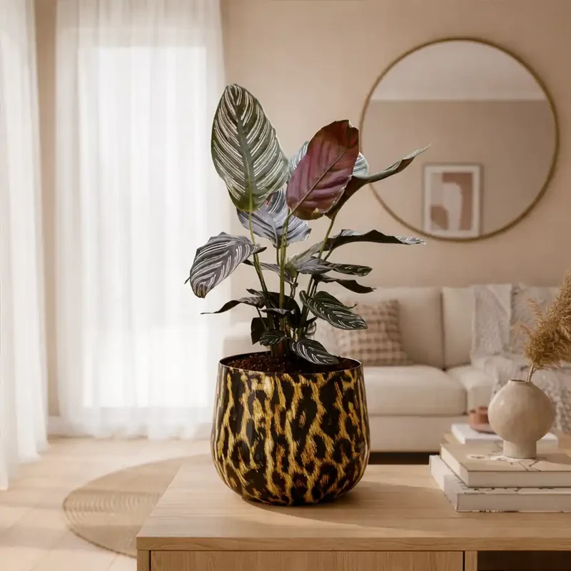 Calathea Ornata Pink