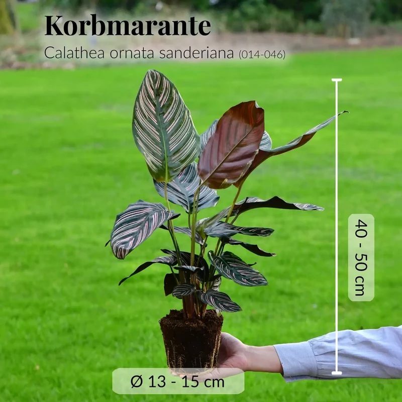 Mix & Match Katzenfreundliche Pflanzen
