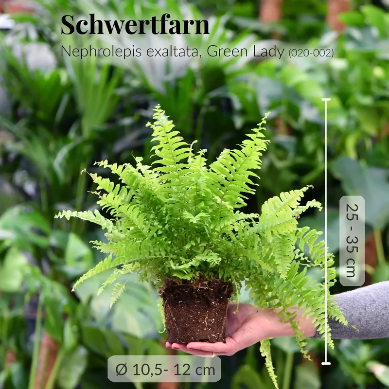 Mix & Match Einsteiger Zimmerpflanzen