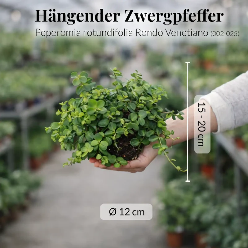 Mix & Match Pflegeleichte Hängepflanzen
