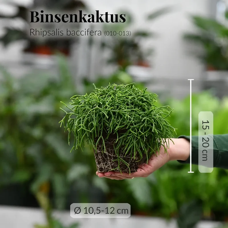 Mix & Match Einsteiger Zimmerpflanzen
