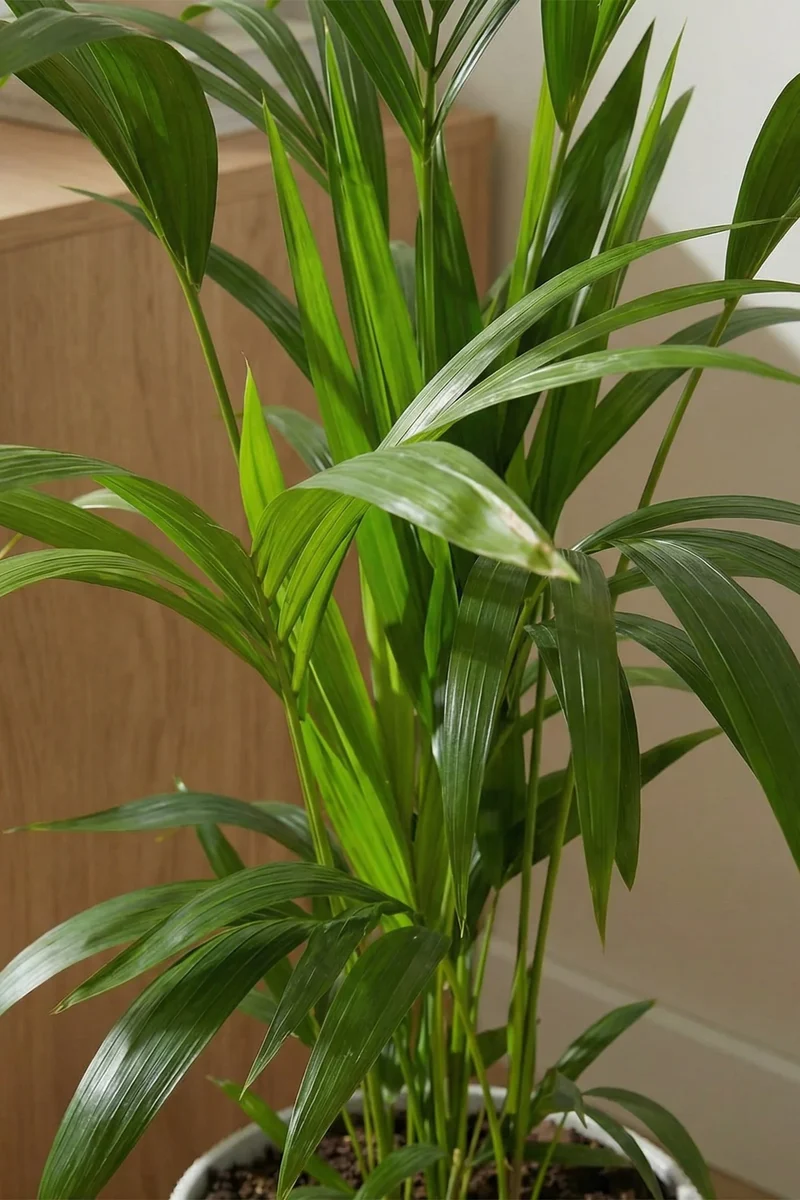 Kentia Palme