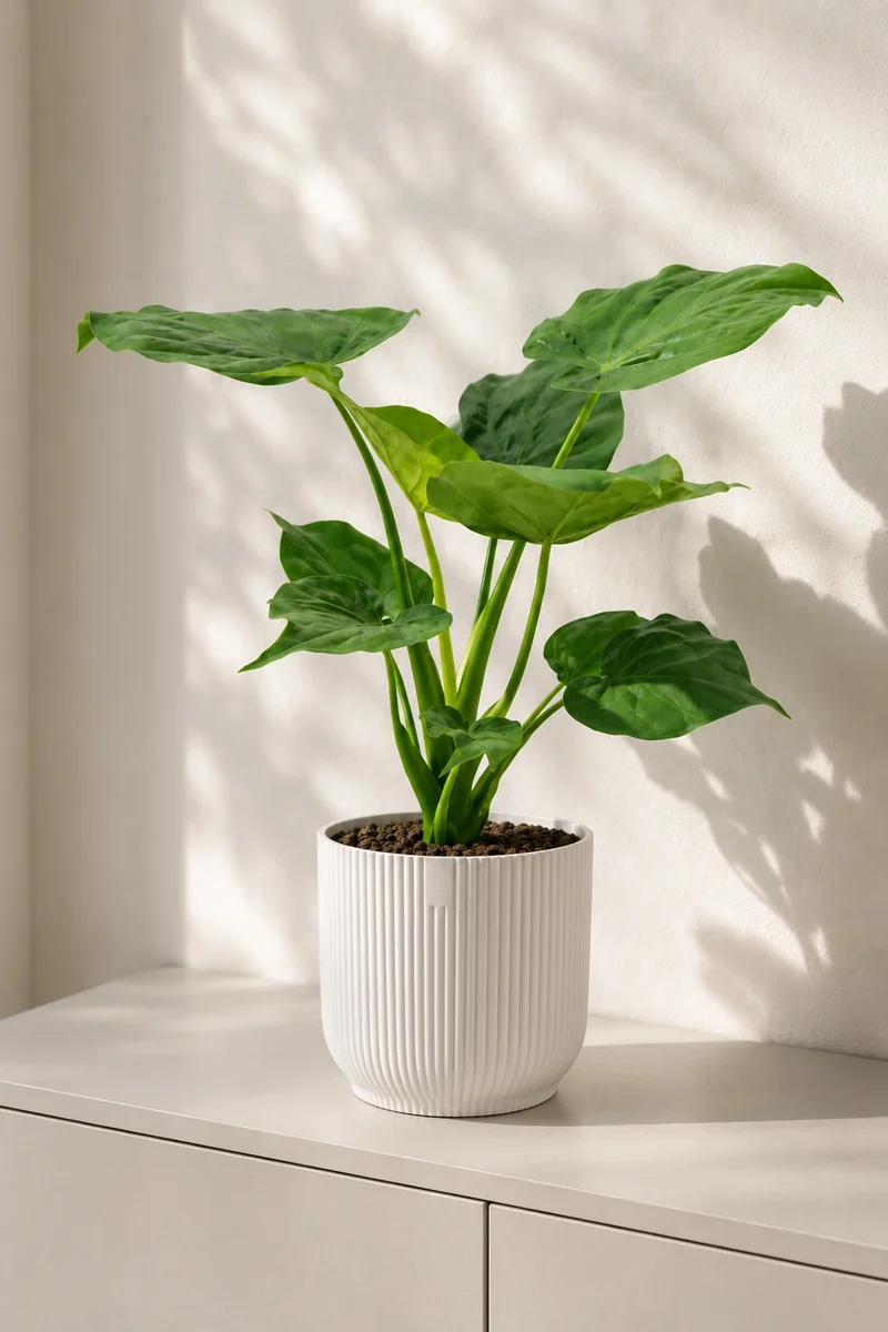 Alocasia Cucullata - Kupfer-Pfeilblatt