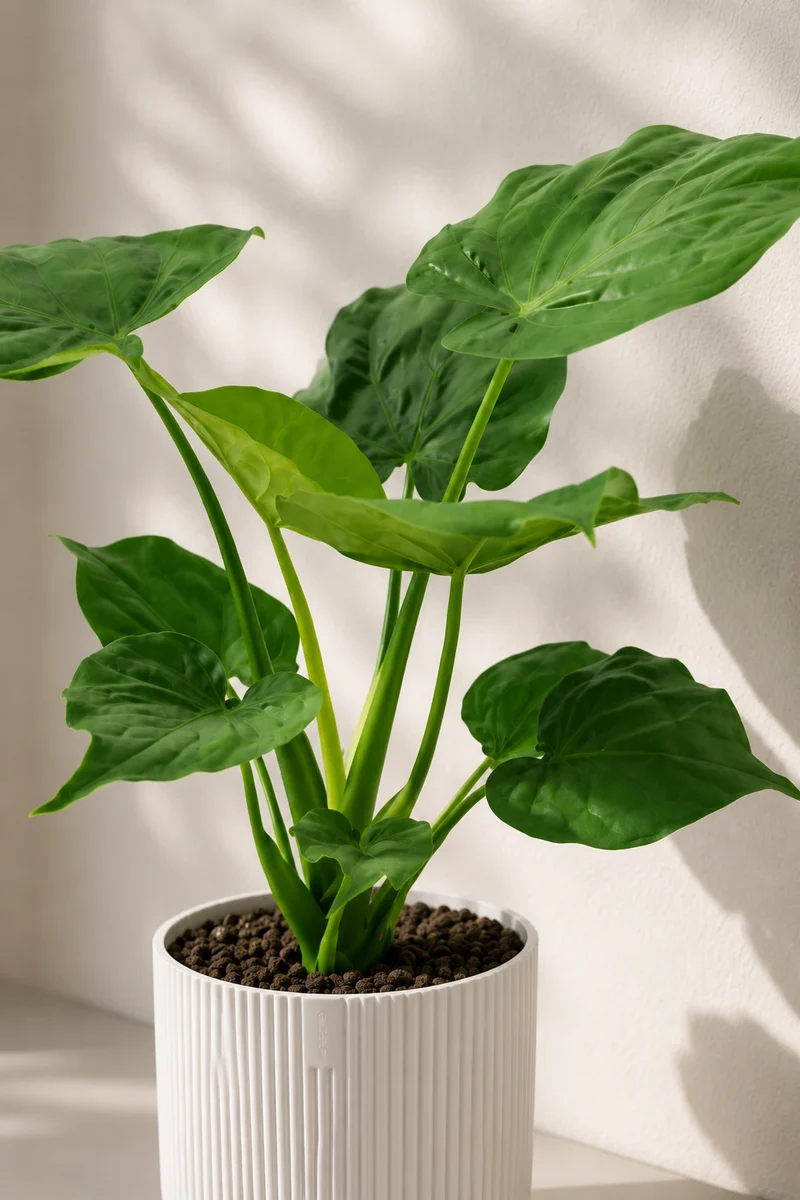 Alocasia Cucullata - Kupfer-Pfeilblatt