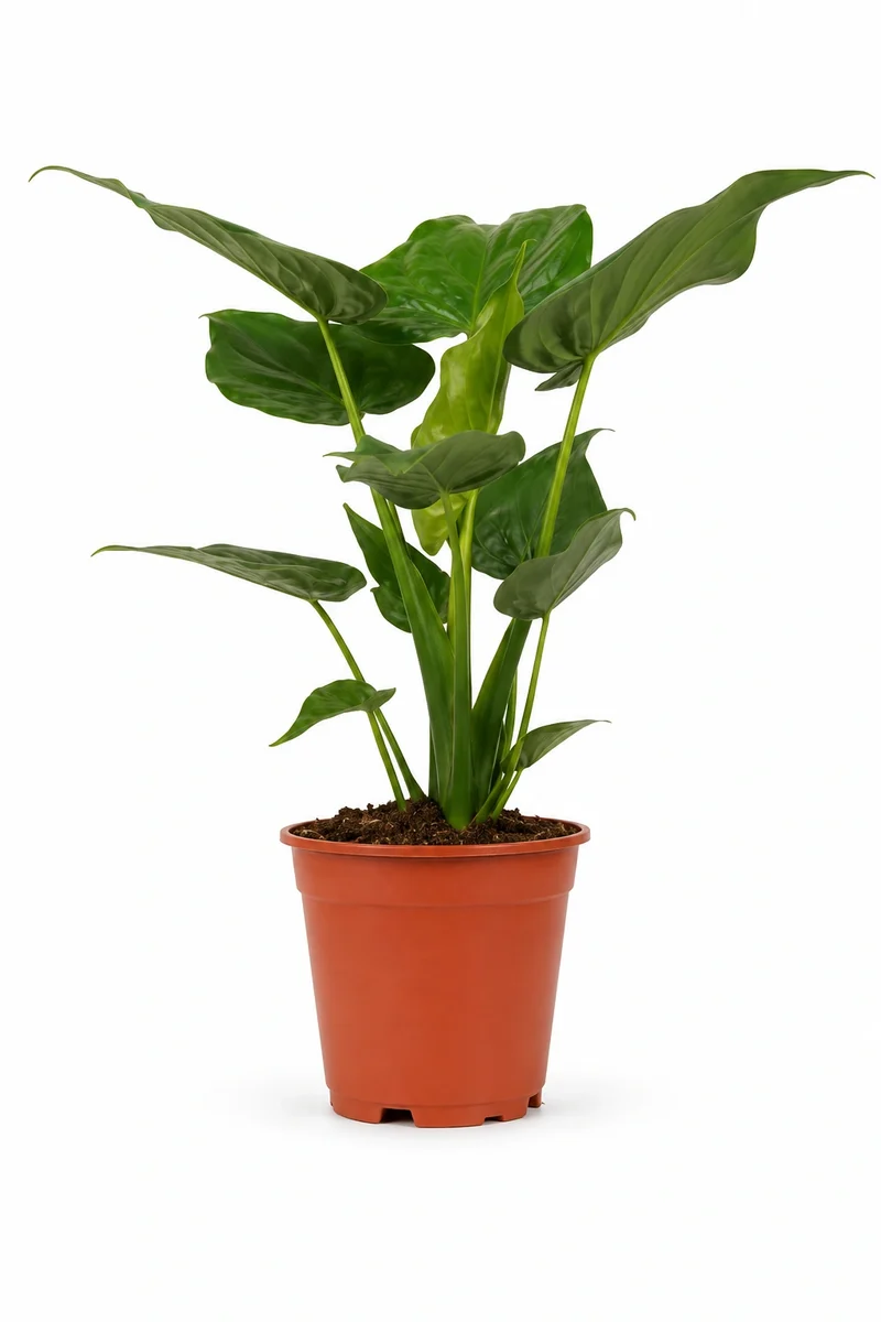 Alocasia Cucullata - Kupfer-Pfeilblatt