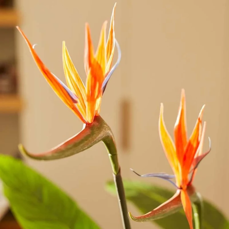 Strelitzia with Flowers – 120 cm – In Black Pot – Artificial Plant