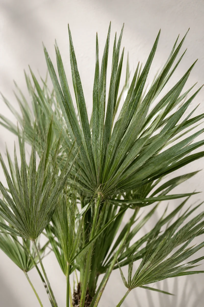 Zwergpalme - Chamaerops Humilis
