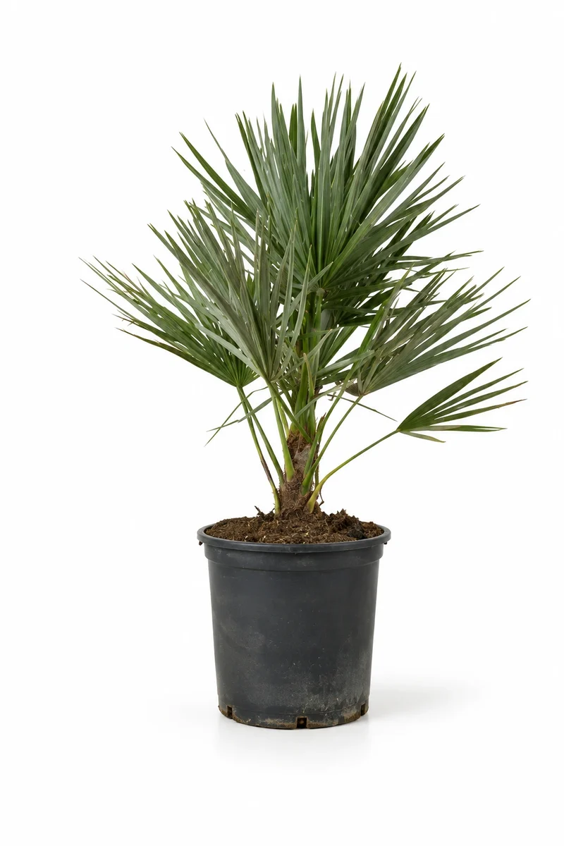 Zwergpalme - Chamaerops Humilis