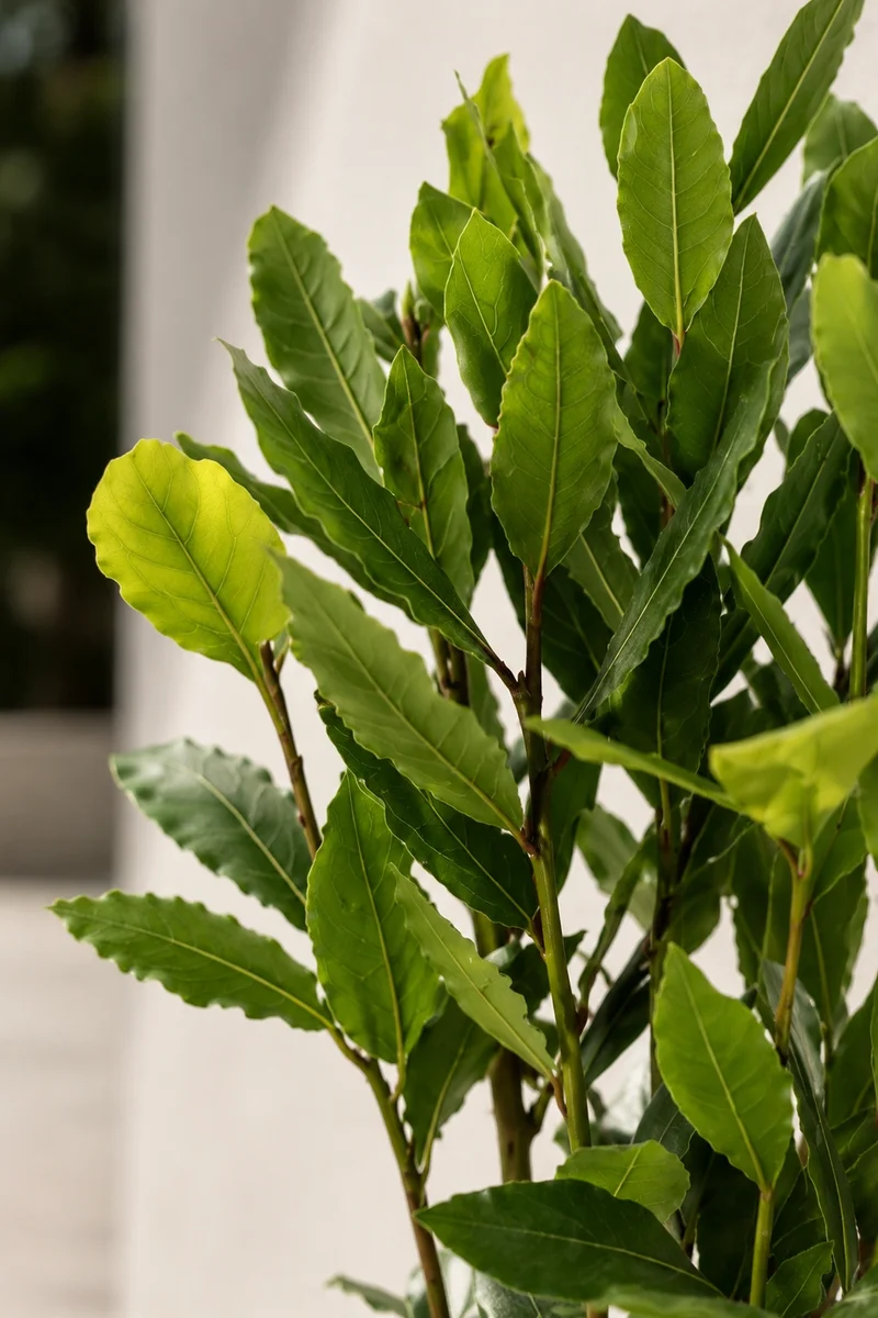 Echter Lorbeer - Laurus Nobilis