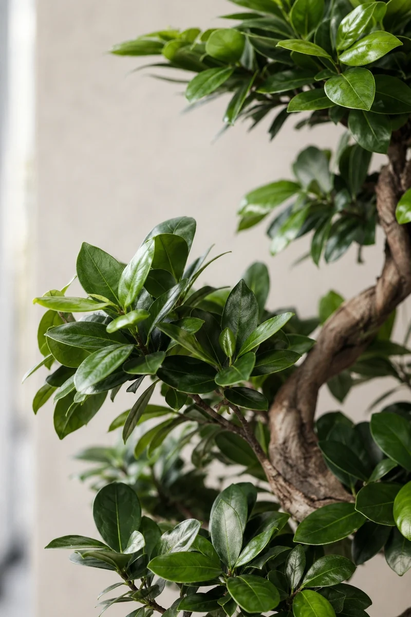 Ficus 'Ginseng' Bonsai