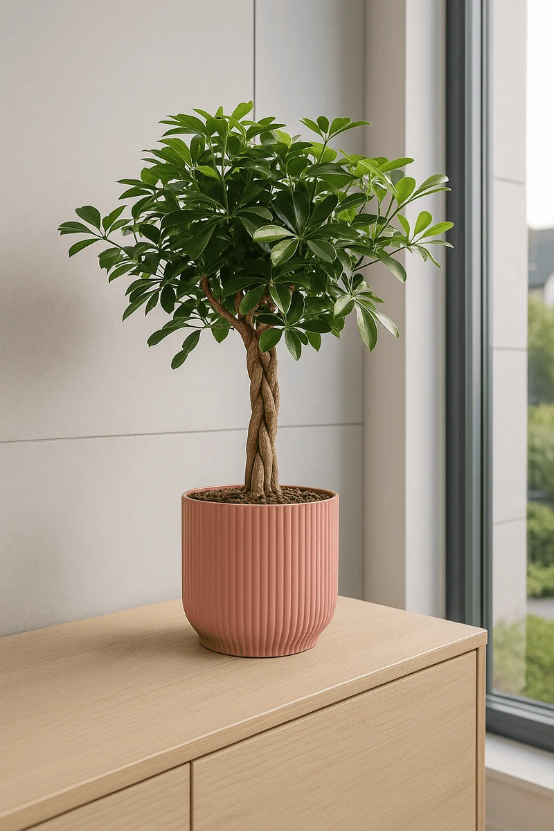 Strahlenaralie - Schefflera Arboricola Gold Capella