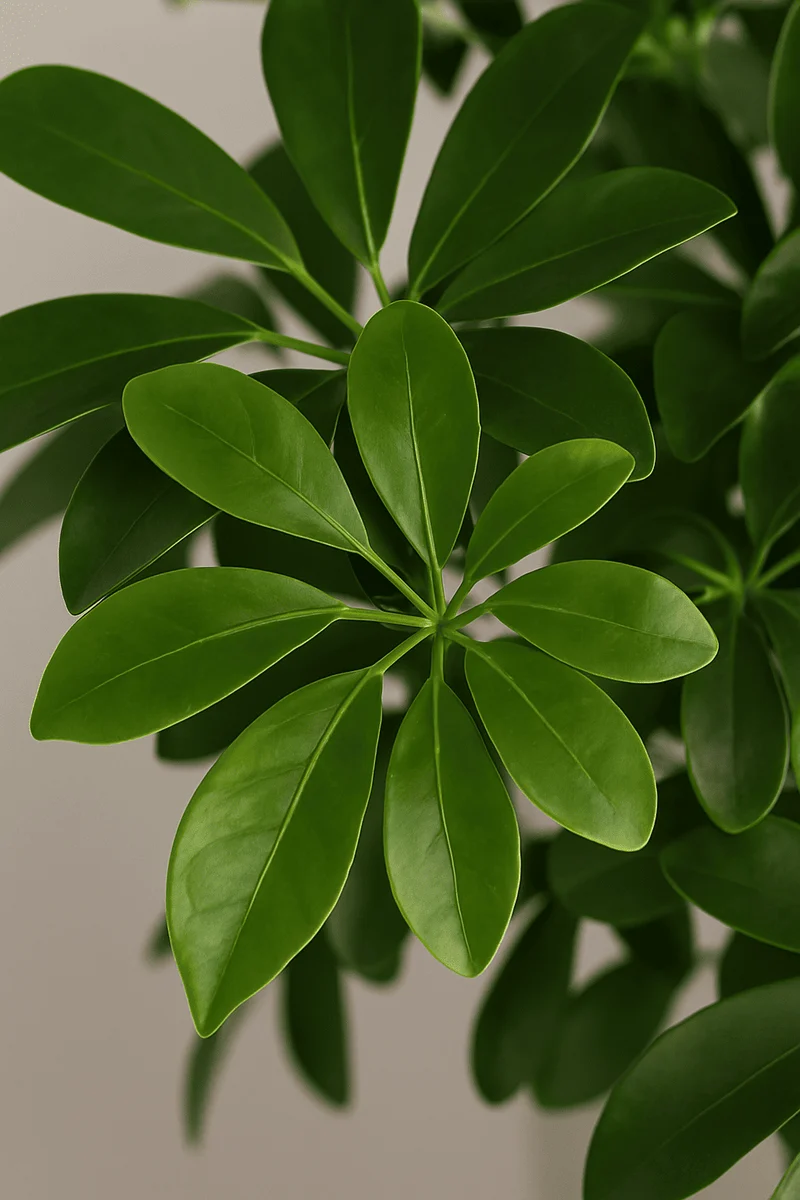Strahlenaralie - Schefflera Arboricola Gold Capella