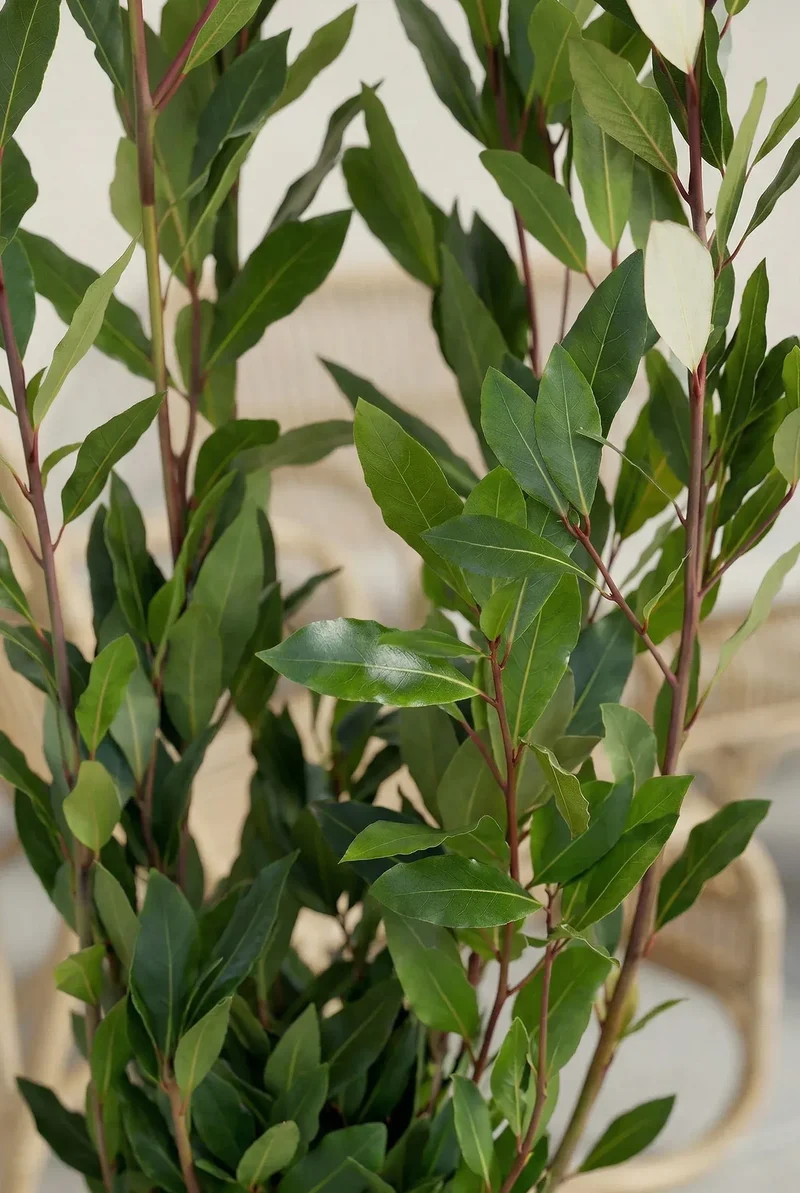 Echter Lorbeer - Laurus Nobilis