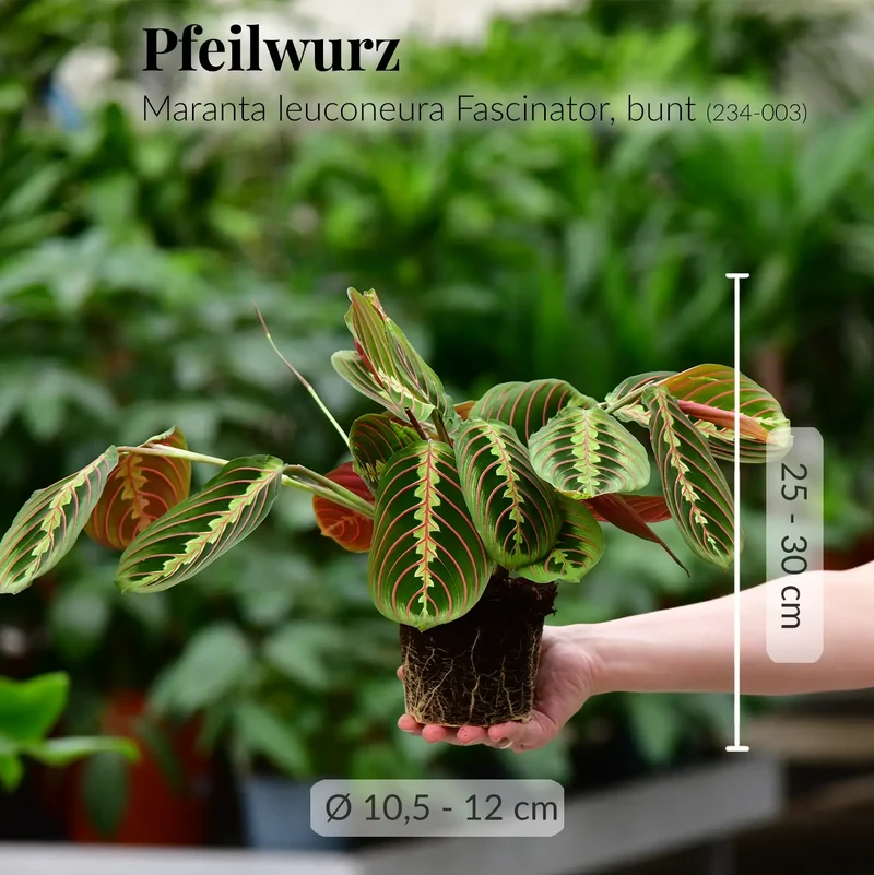 Maranta Facinator