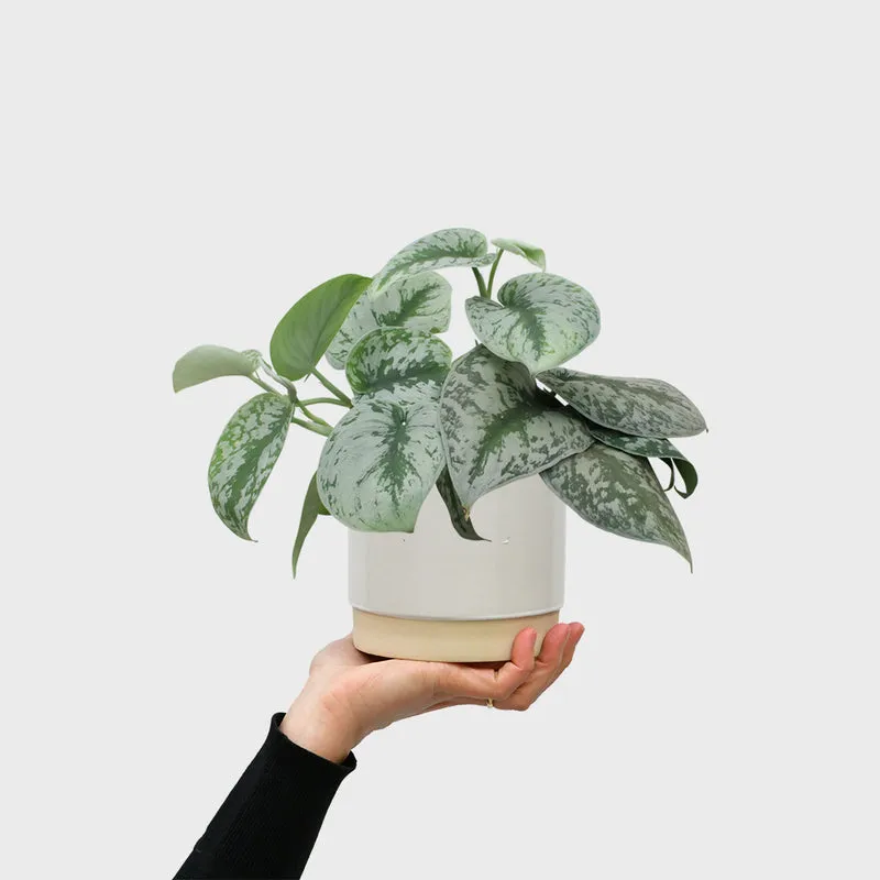 Silber Gefleckte Efeutute