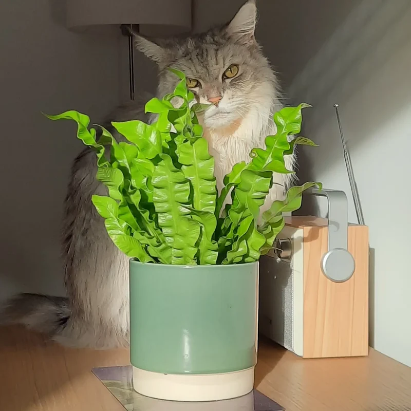 6er Box Tierfreunde für wenig Licht