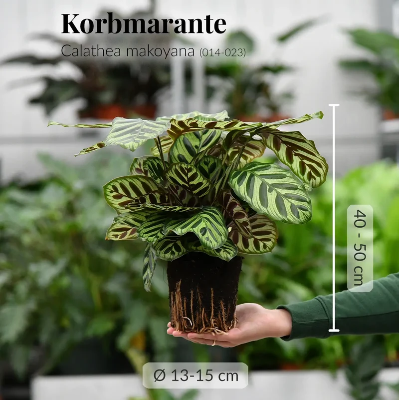 Mix & Match Katzenfreundliche Pflanzen für wenig Licht