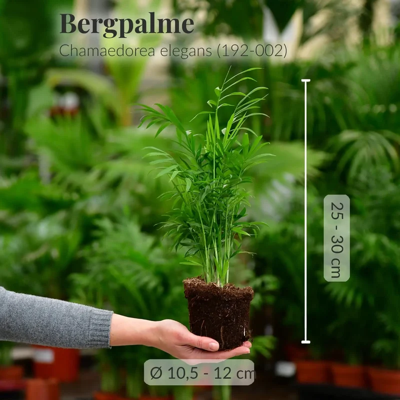 Bergpalme in S
