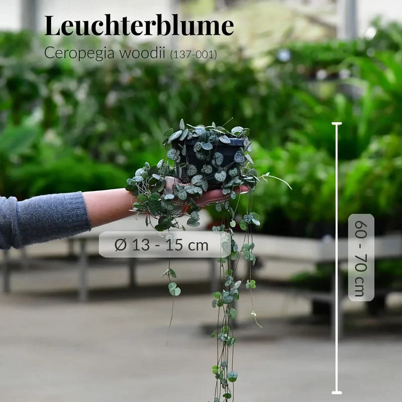Hängende Leuchterblume
