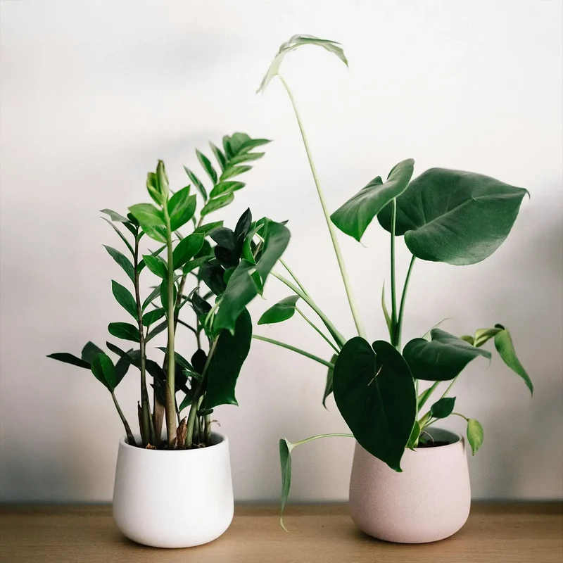 Mix & Match Pflegeleichte Pflanzen für wenig Licht