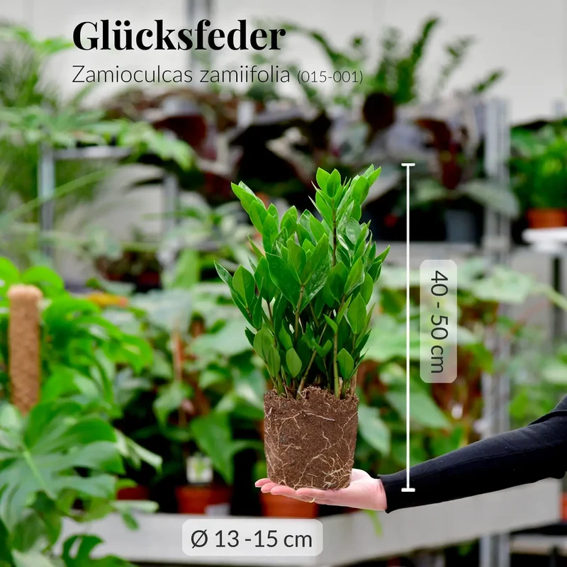 Mix & Match Einsteiger Zimmerpflanzen