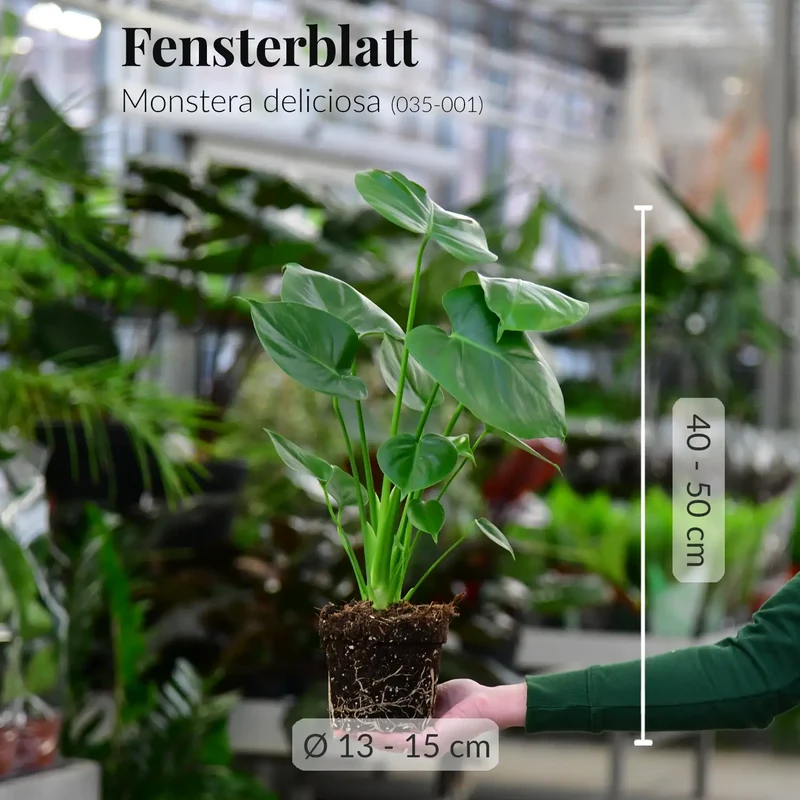 Mix & Match Einsteiger Zimmerpflanzen