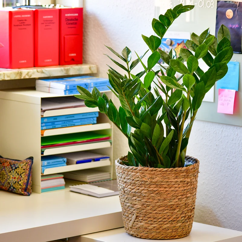 Mix & Match Einsteiger Zimmerpflanzen