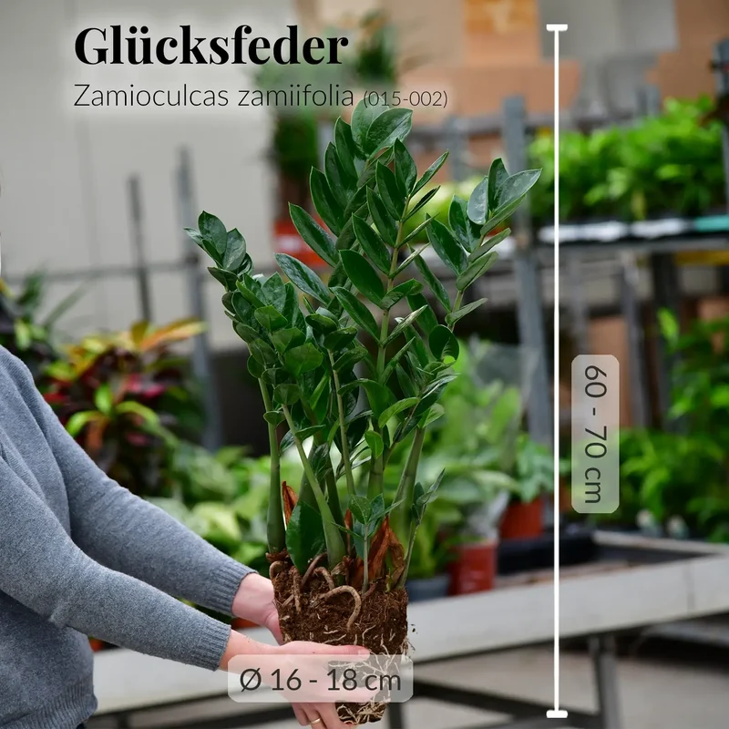 Mix & Match Pflegeleichte Pflanzen für wenig Licht