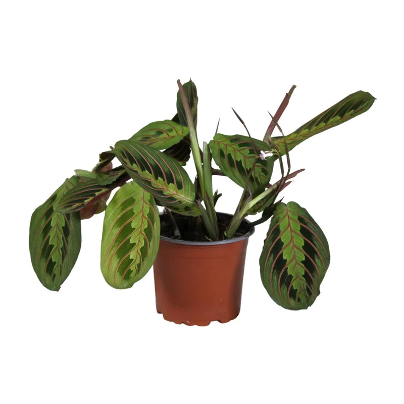Maranta Leuconeura Fascinator (Prayer Plant) ↑ 30 cm