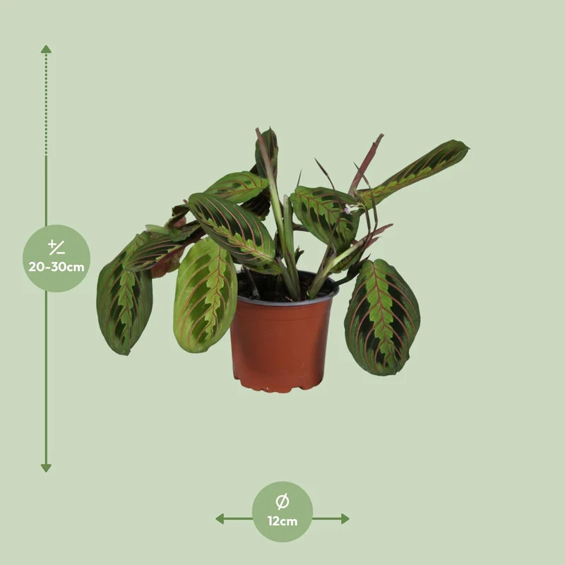 Maranta Leuconeura Fascinator (Prayer Plant) ↑ 30 cm