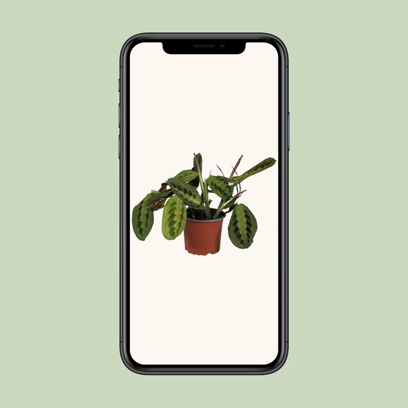 Maranta Leuconeura Fascinator (Prayer Plant) ↑ 30 cm