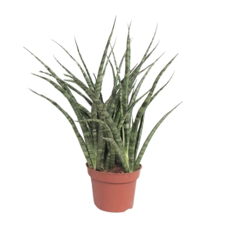 Sansevieria Fernwood Punk (Snake Plant) ↑ 35 cm
