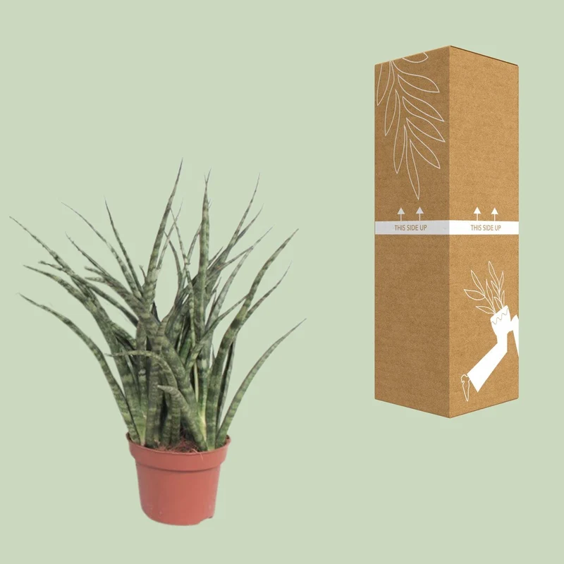 Sansevieria Fernwood Punk (Snake Plant) ↑ 35 cm