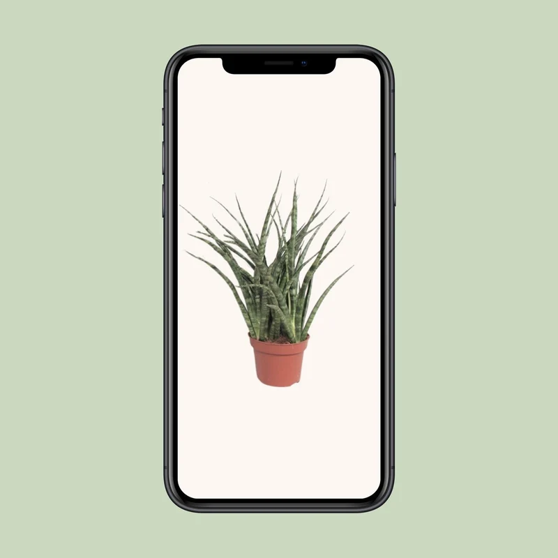 Sansevieria Fernwood Punk (Snake Plant) ↑ 35 cm