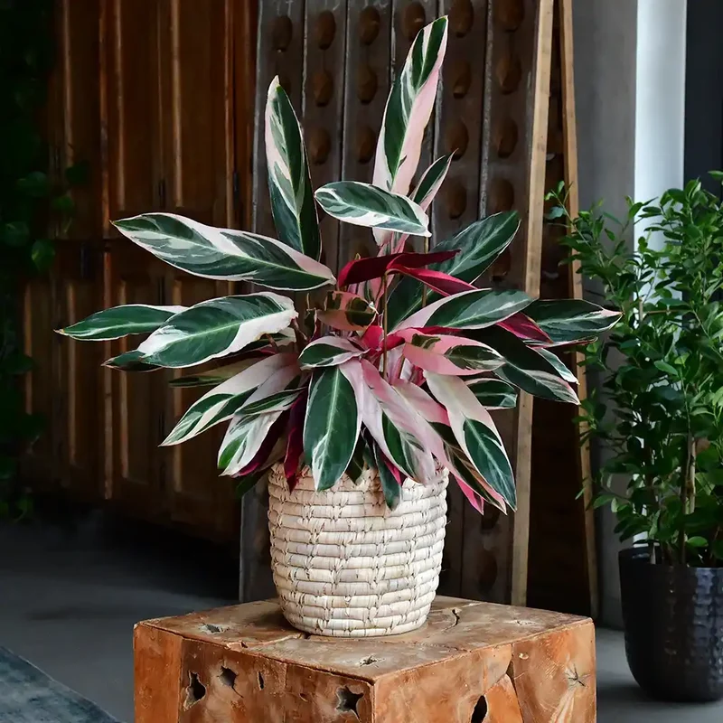 Calathea Triostar No.19