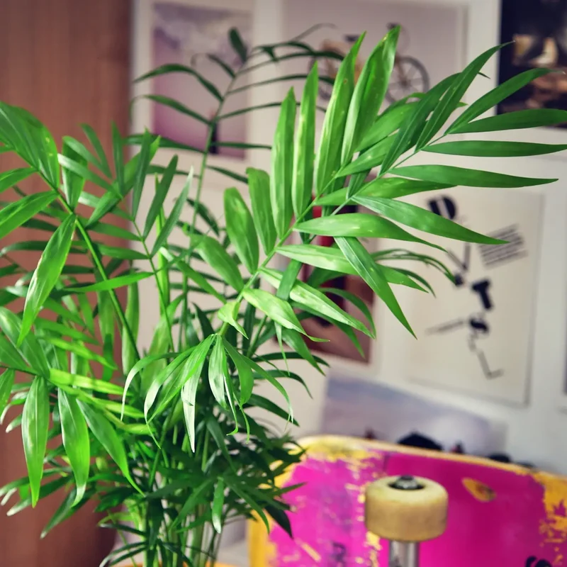 Hydro Bergpalme