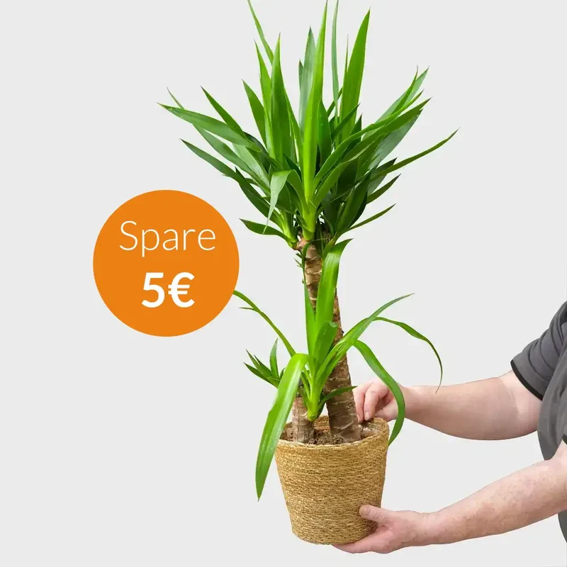 Mix & Match Einsteiger Zimmerpflanzen