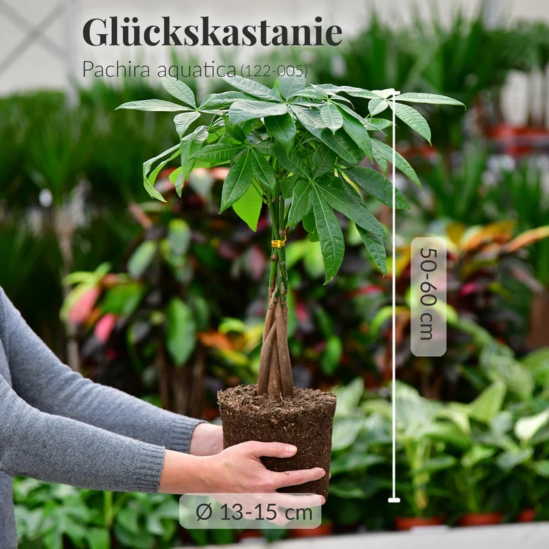Mix & Match Einsteiger Zimmerpflanzen