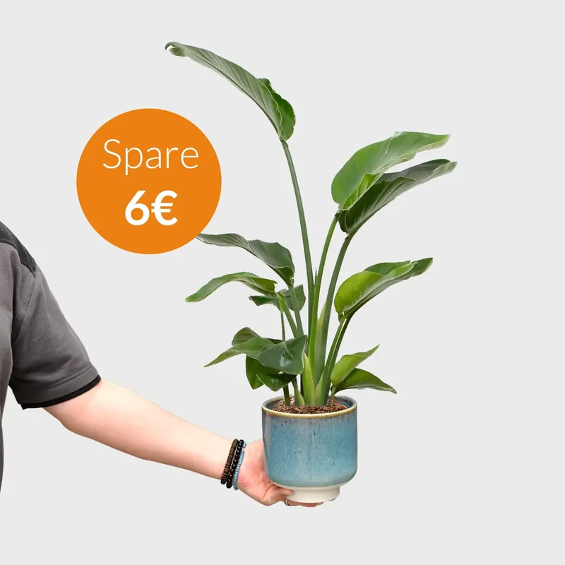 Mix & Match Einsteiger Zimmerpflanzen