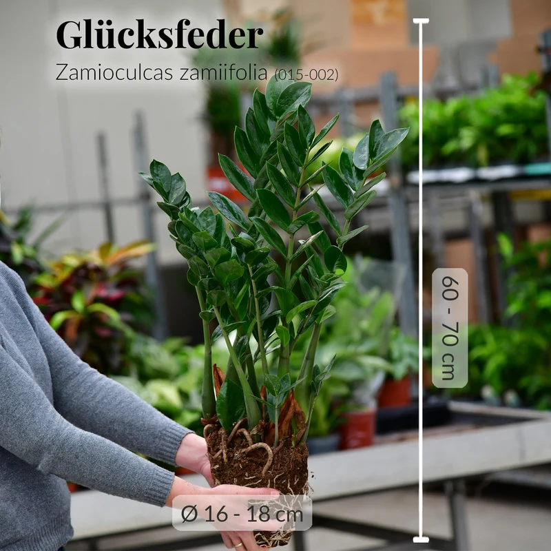 Mix & Match Einsteiger Zimmerpflanzen
