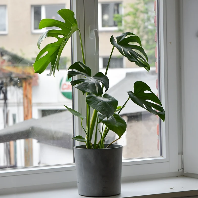 Mix & Match Einsteiger Zimmerpflanzen